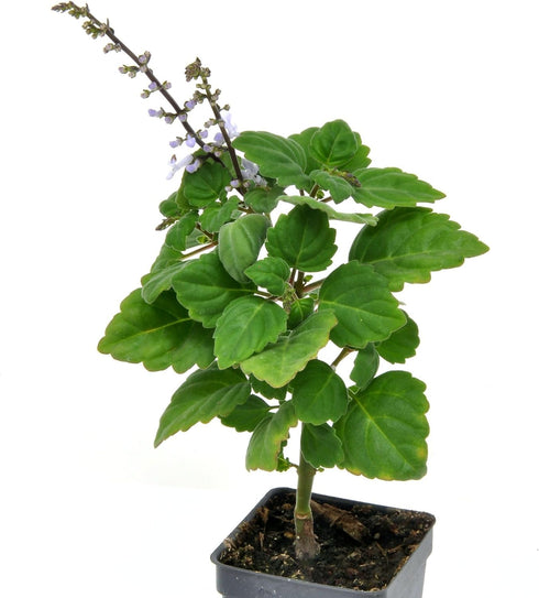 3" (2.6x3.5) Plectranthus Ernstii Caudex, Bonsai Mint, Caudex, Caudiciform Plectranthus, Spurflower, Upright Plant