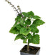 3" (2.6x3.5) Plectranthus Ernstii Caudex, Bonsai Mint, Caudex, Caudiciform Plectranthus, Spurflower, Upright Plant