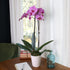 5" Green Circle Growers Pink Orchid in a White Pot, Indoor Live Plants, House Plant