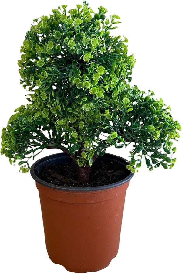 Pixies Gardens Gorgeous Bonsai with Very Attractive Pot Assorted Colors Green