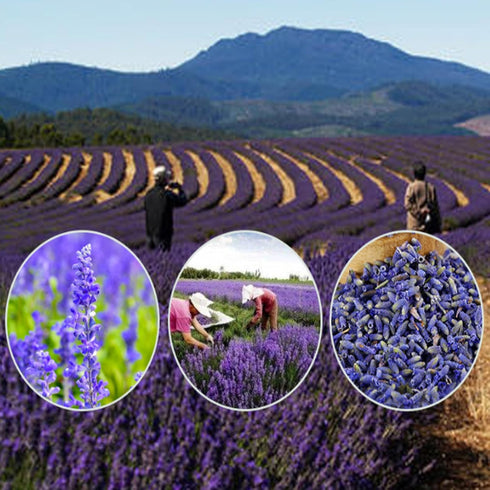 TEORIYUN 5A 100% (Lavender(4.23oz/120g)) Premium Dried Lavender Flowers Tea - Top Grade - Natural Edible Flowers