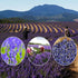 TEORIYUN 5A 100% (Lavender(4.23oz/120g)) Premium Dried Lavender Flowers Tea - Top Grade - Natural Edible Flowers