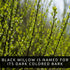 Black Willow Bonsai Tree Cutting to Grow - Dark Branches - Fast Growth, Good for Training - Easy-to-Root for Beginners