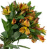 30 stem random mix Rainbow Alstroemeria Fresh Cut Flowers Gift for Home Birthday Anniversary Get Well Sympathy