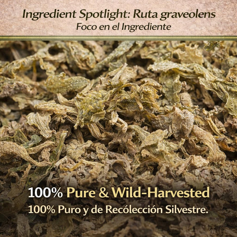 (4 oz) 100% Ruda Seca Herbal Tea Natural Rue Dried Herbs (Ruta graveolens) Traditional Botanical Infusion Wildcrafted