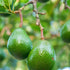 8fl-oz Aromatics International Avocado Oil