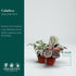 (4-Pack) 4 CoollectivePlants Calathea Assorted Collection Live Indoor Plants in Nursery Pots, Easy Care Tropical