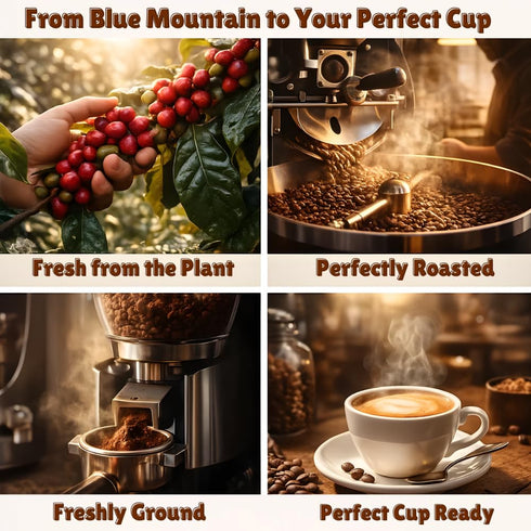 100% 8oz Pack, JamaicanCoffeeClub Blue Mountain Whole Bean Coffee, WB Jamaican Roasted Beans, Smooth Rich Flavor