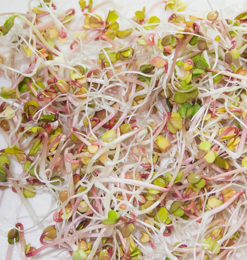 6 "COOL BEANS n SPROUTS" Brand, Love Your Heart Mix Seeds for Sprouting microgreens, Ounces, A Combination of Adzuki
