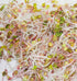 6 "COOL BEANS n SPROUTS" Brand, Love Your Heart Mix Seeds for Sprouting microgreens, Ounces, A Combination of Adzuki