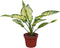 Aglaonema Snow White Live Plant in 4" Pot Spring Snow Indoor Houseplant,