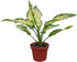Aglaonema Snow White Live Plant in 4" Pot Spring Snow Indoor Houseplant,