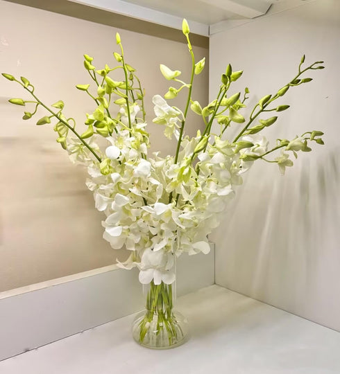20 Elegant Stems of Fresh White Dendrobium Orchids - Perfect for Any Occasion