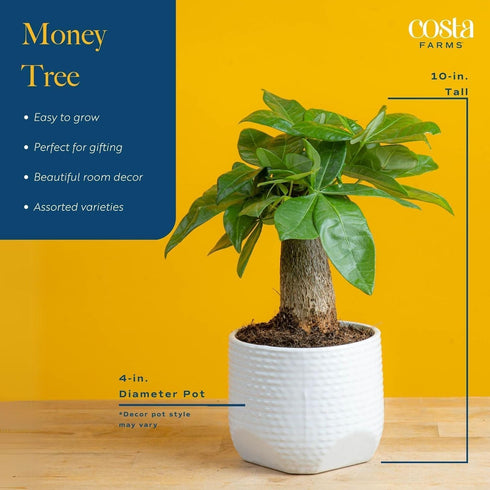 10 Inches Costa Farms Money Tree Live Indoor Plant, Tall, Pachira Aquatica Bonsai-Style Real Plant, Pet-Friendly Real