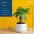 10 Inches Costa Farms Money Tree Live Indoor Plant, Tall, Pachira Aquatica Bonsai-Style Real Plant, Pet-Friendly Real