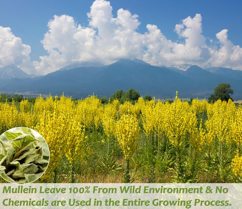 50 100% Premium Mullein Leaf Tea Bags. Made with Pure Mullein Leaves, for Lungs Cleanse and Respiratory Support, No