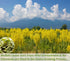 50 100% Premium Mullein Leaf Tea Bags. Made with Pure Mullein Leaves, for Lungs Cleanse and Respiratory Support, No