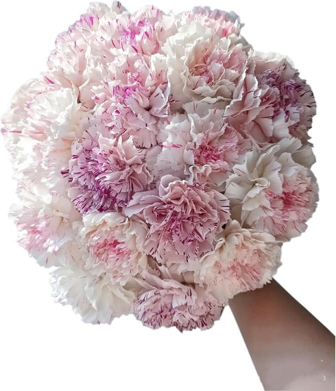 38 Fresh Cut Flowers Yukarri cherry Carnations Stems Hydroponic Flower Arrangement Gifts for home decoration birthdays