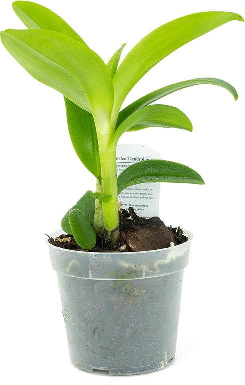 1 Live Orchid Plant | Dendrobium Orchid | Real Houseplant in Potting Soil Mix with Orchid Pot | Orchids | Flowering