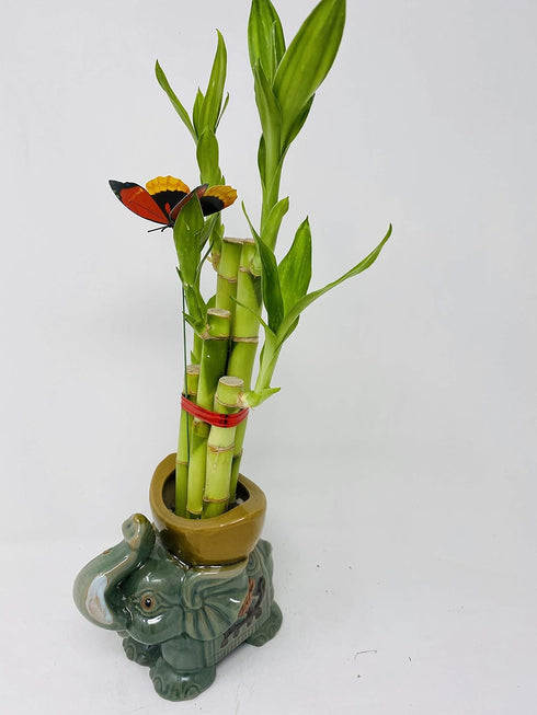 JM BAMBOO 5" Five Styles Lucky Bamboo in a Ceramic Elephant Vase