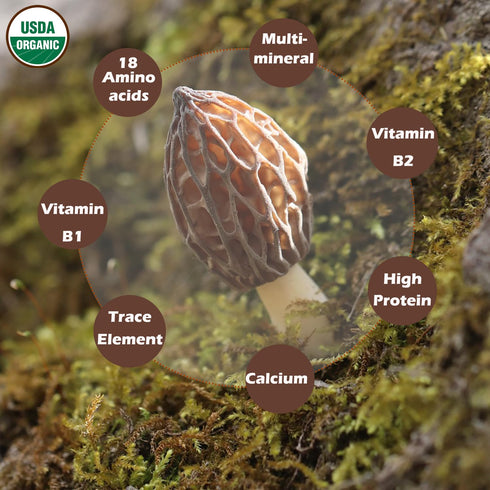 1.5 oz VIGOROUS MOUNTAINS Organic Dried Morel Mushrooms for Cooking, Intact Shapes, Short Stems with Rich Aroma Premium