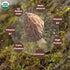 1.5 oz VIGOROUS MOUNTAINS Organic Dried Morel Mushrooms for Cooking, Intact Shapes, Short Stems with Rich Aroma Premium
