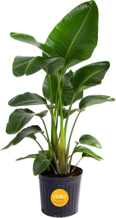 Costa Farms Live White Bird of Paradise Plant, Large 2-3 Foot Tall