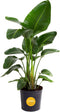 Costa Farms Live White Bird of Paradise Plant, Large 2-3 Foot Tall