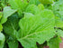 Florida Broadleaf Mustard Green Seeds 25 Count, "COOL BEANS N SPROUTS" Brand.