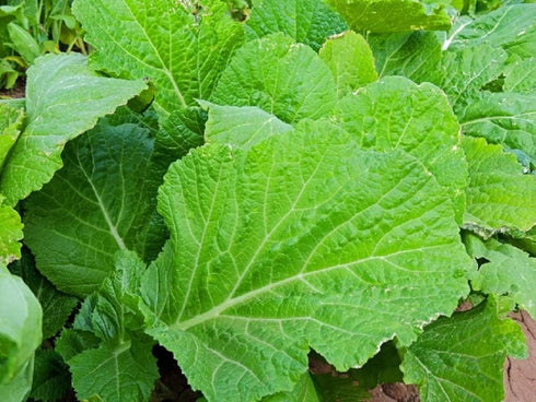 Florida Broadleaf Mustard Green Seeds 50 Count, "COOL BEANS N SPROUTS" Brand.