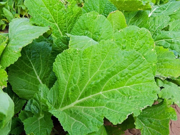 Florida Broadleaf Mustard Green Seeds 50 Count, "COOL BEANS N SPROUTS" Brand.