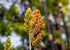 8 Food to Live Organic White Sorghum Flour, Ounces Non-GMO, Finely Ground, Pure, Raw. Good Source of Protein and Fiber.