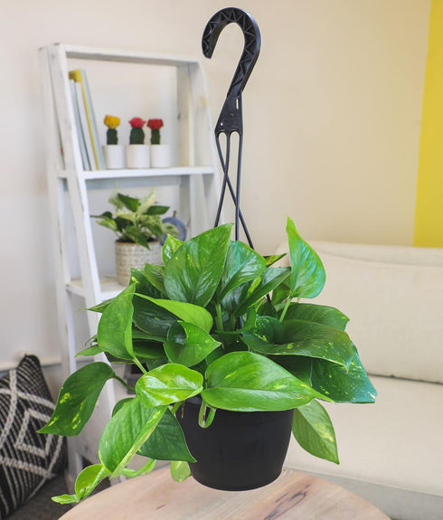 1 Count Golden Pothos Plant Live in Hanging Planter Pot Live by Plants for Pets