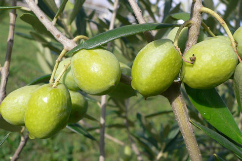 Packs 8 2.3 oz Packs Olive Snack - ct. (Kalamata)