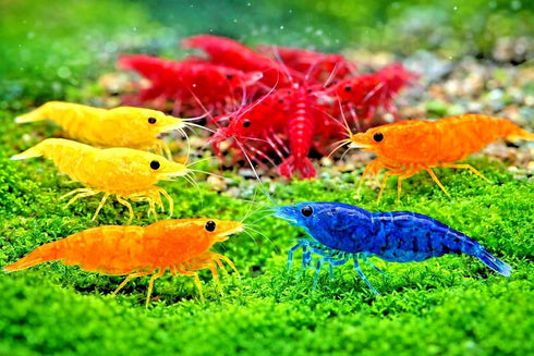 Generic 10+ 1/2-1 Inch Mixed Color Neocaridina Shrimp Live Freshwater Aquarium Shrimp for Breeding Young Adults Fire