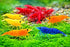 Generic 10+ 1/2-1 Inch Mixed Color Neocaridina Shrimp Live Freshwater Aquarium Shrimp for Breeding Young Adults Fire