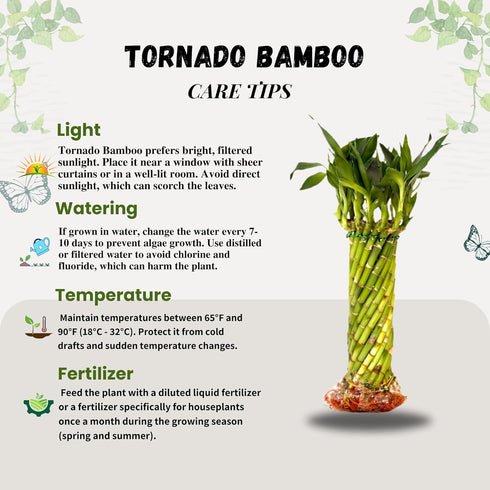 15 Pack) Live Two Tier Lucky Bamboo Plant - Bundle of Stalks - Easy to Grow, Air Purifying, Live Indoor Houseplants