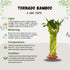 15 Pack) Live Two Tier Lucky Bamboo Plant - Bundle of Stalks - Easy to Grow, Air Purifying, Live Indoor Houseplants