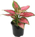 Live Aglaonema Chinese Evergreen Plant 'Beauty', Indoor Houseplant for Home or Office,