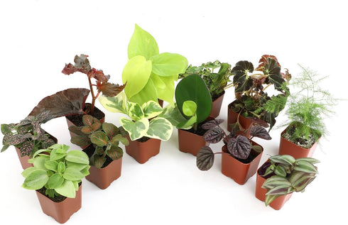 Altman Plants Live Houseplants (12PK), Indoor Plants for Delivery Prime, Live Plants
