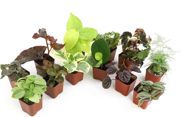 Altman Plants Live Houseplants (12PK), Indoor Plants for Delivery Prime, Live Plants