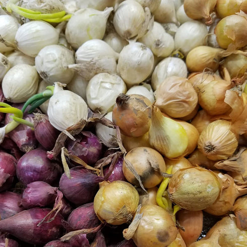 Bulb Sets, Sets, 200 Count, sets, bulb sets Onion Mixed Onion This is a random mix of White,Yellow and Red Onion Onion