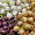 Bulb Sets, Sets, 200 Count, sets, bulb sets Onion Mixed Onion This is a random mix of White,Yellow and Red Onion Onion