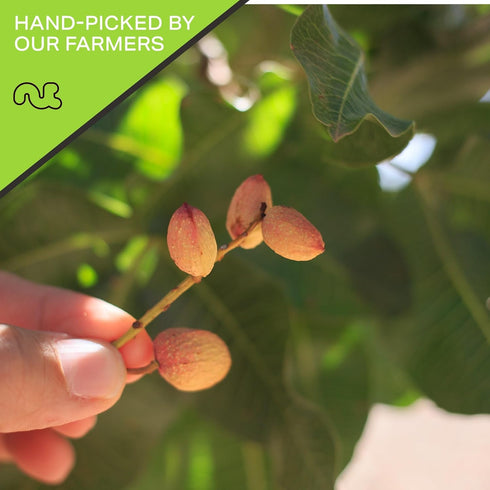 (16oz 1 LB) Packed NUT CRAVINGS - Freshly Roasted & Salted California Pistachios - Fresh in Resealable Bag - Nut Snack
