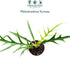 2" CoollectivePlants Philodendron Tortum | Live Indoor Houseplant in Pot, Easy Care, Low Maintenance, Colorful Aroid