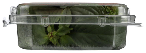 0.5 OZ Soli Organic Thai Basil