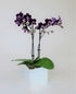 Athena's Garden PA-OPP3P Live Orchid Plant, Purple, Double Spike Phalaenopsis Blooming in Glass Container, Long