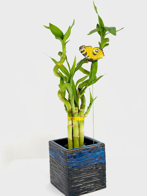 Generic 15" Spiral and Stright Lucky Bamboo Plant with Black and Blue Ceramic