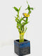 Generic 15" Spiral and Stright Lucky Bamboo Plant with Black and Blue Ceramic