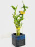 Generic 15" Spiral and Stright Lucky Bamboo Plant with Black and Blue Ceramic